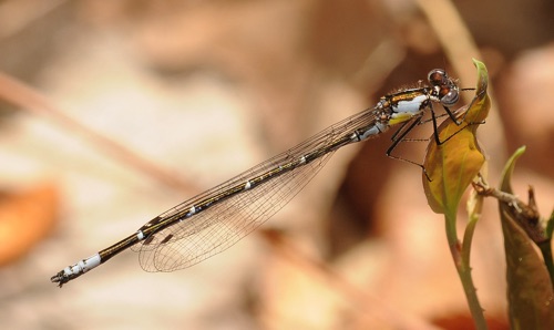 Male
2009_05_05_Chattooga